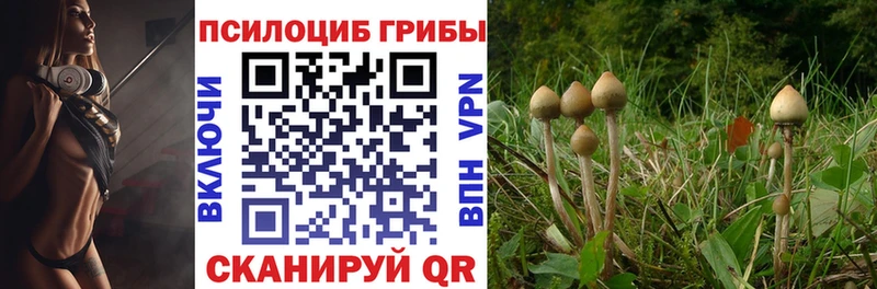 Галлюциногенные грибы Psilocybine cubensis  Купить где  Терек 